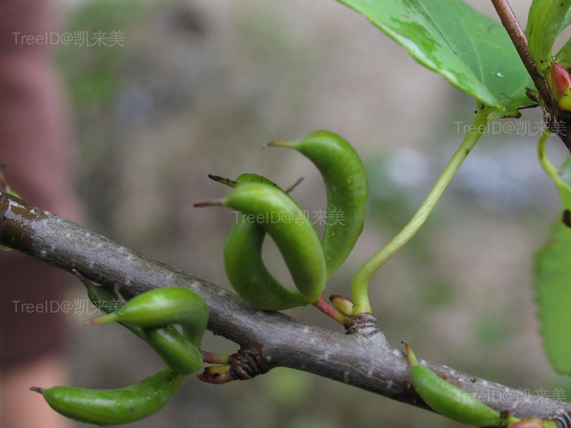 连香树