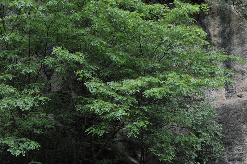 小花香槐