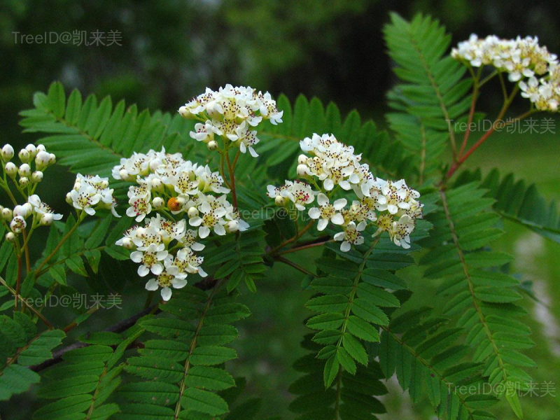 陕甘花楸
