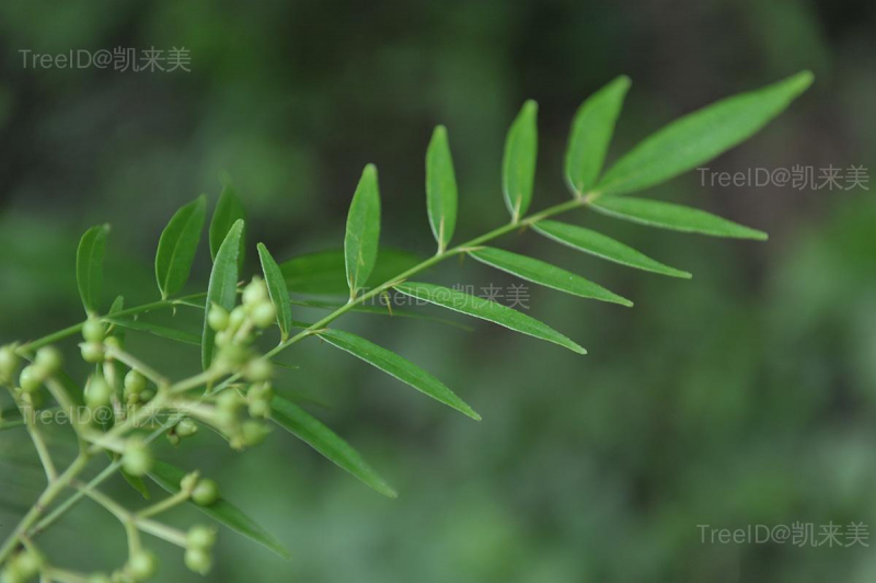 狭叶花椒