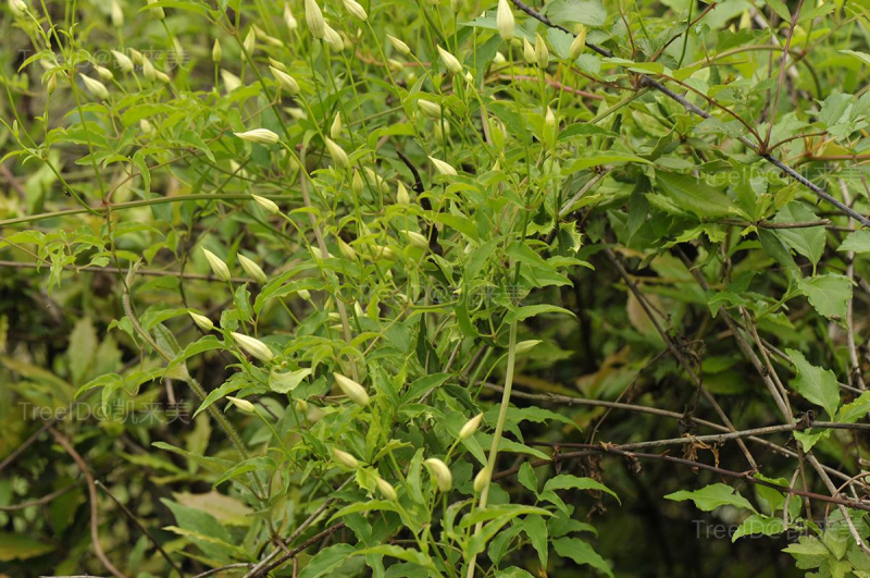 秦岭铁线莲