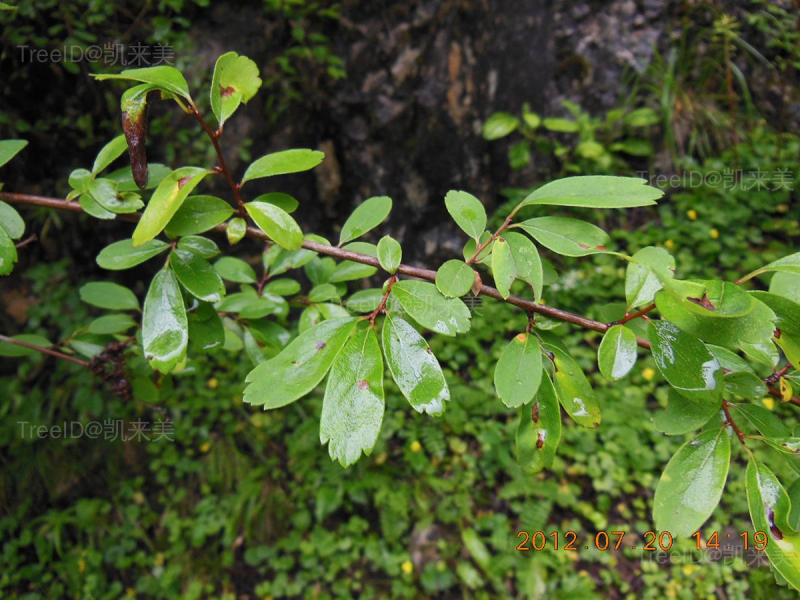 广椭绣线菊