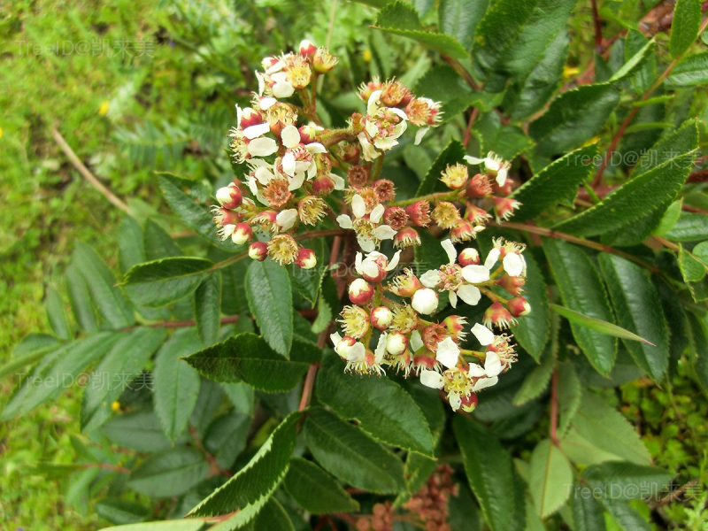 西南花楸