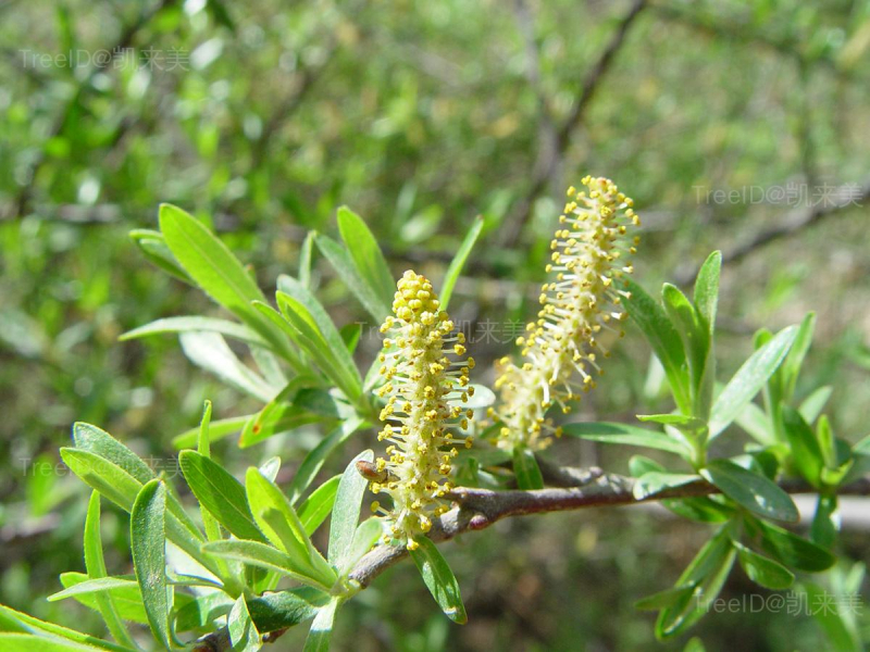 雄花