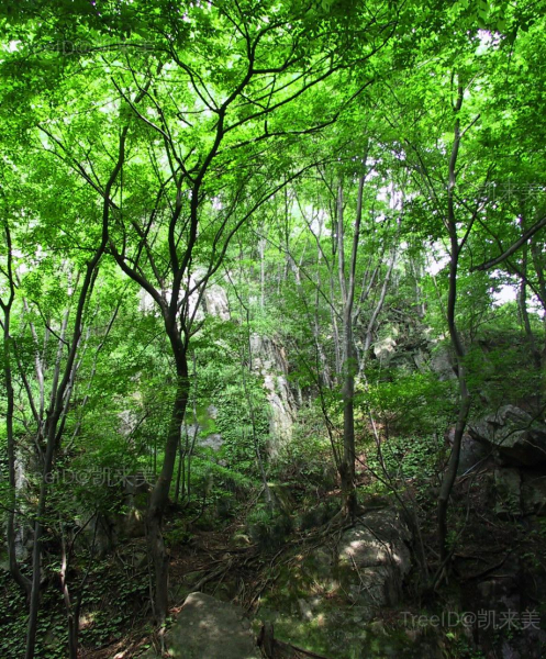 青檀