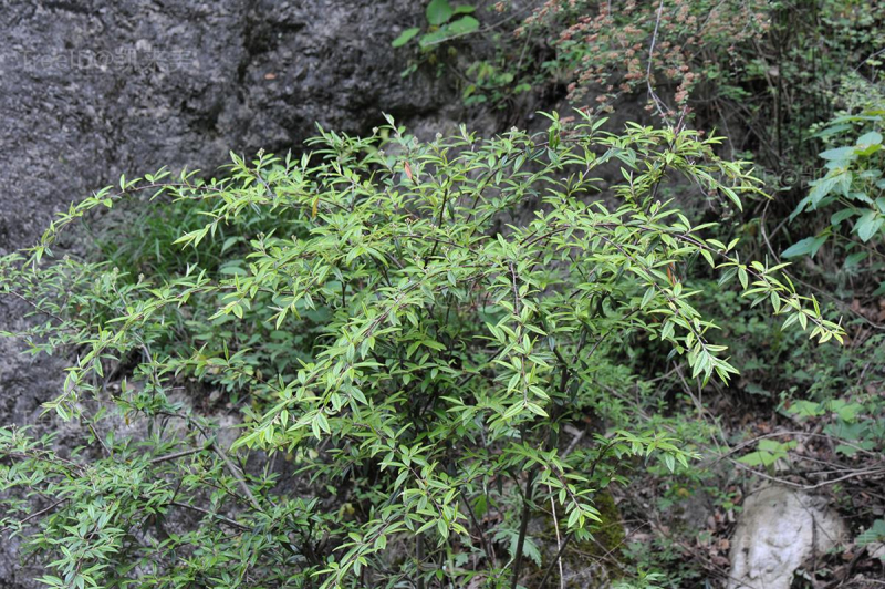 柳叶栒子窄叶变种