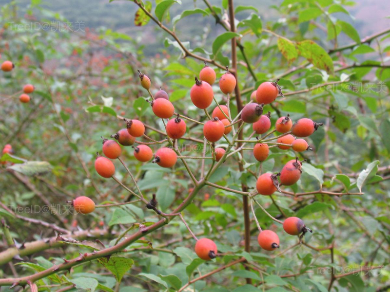 悬钩子蔷薇