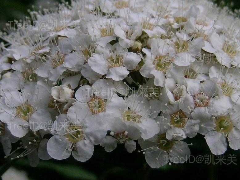 华北绣线菊