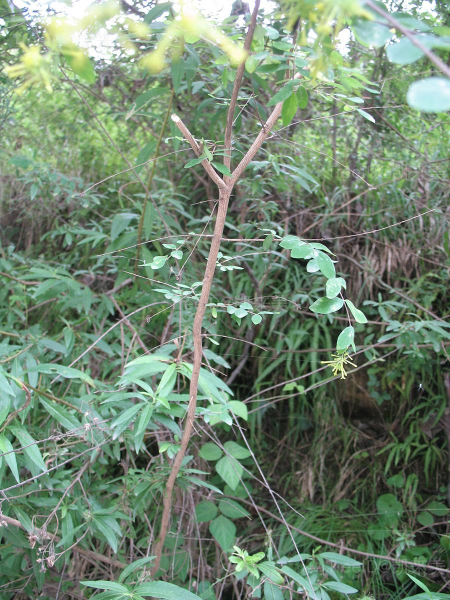 枝 拷贝