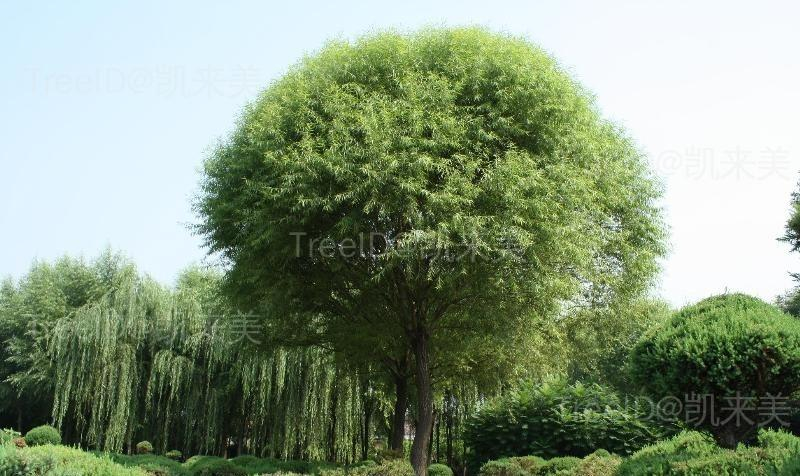 馒头柳
