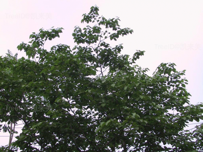 北枳椇