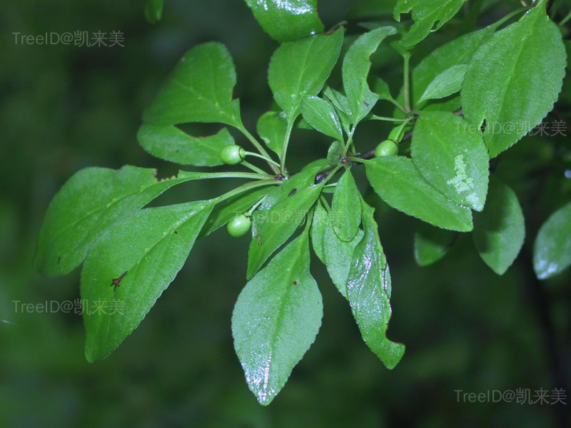 东北鼠李
