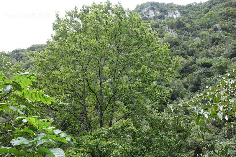 枫香树