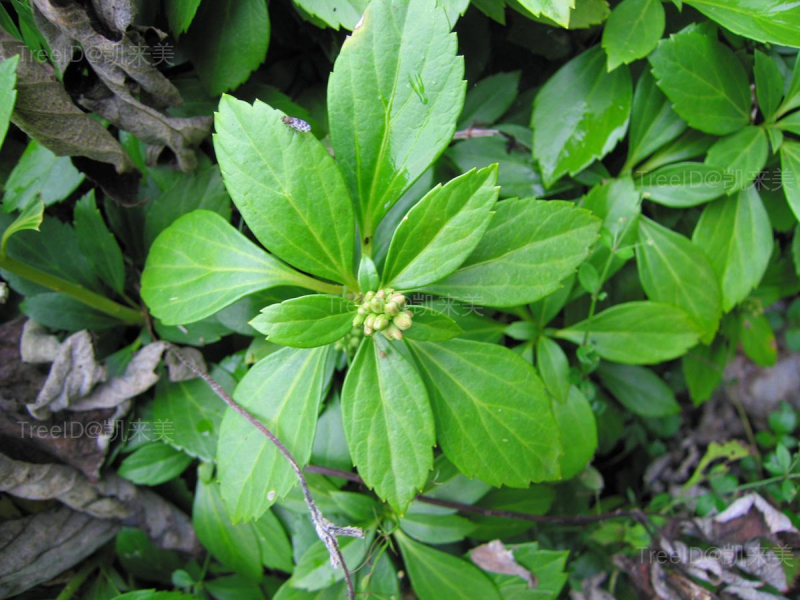 顶花板凳果