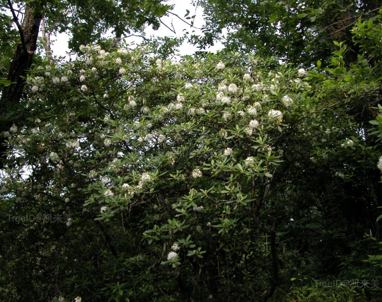 照山白