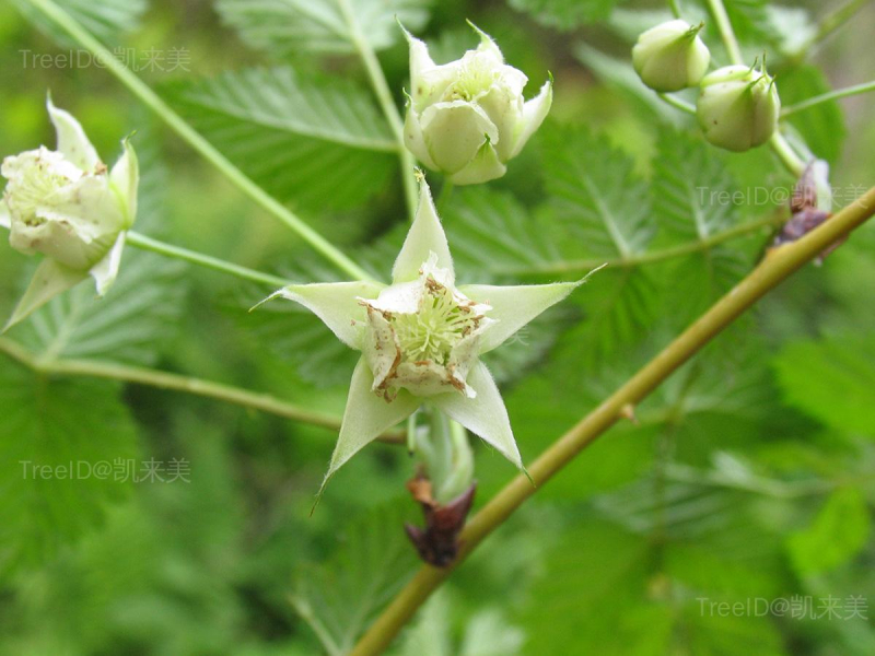 菰帽悬钩子