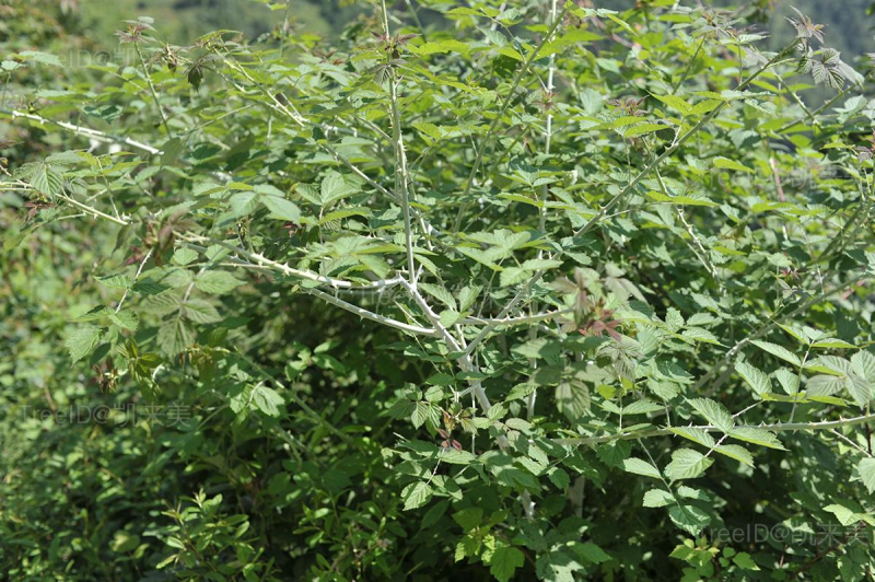粉枝莓
