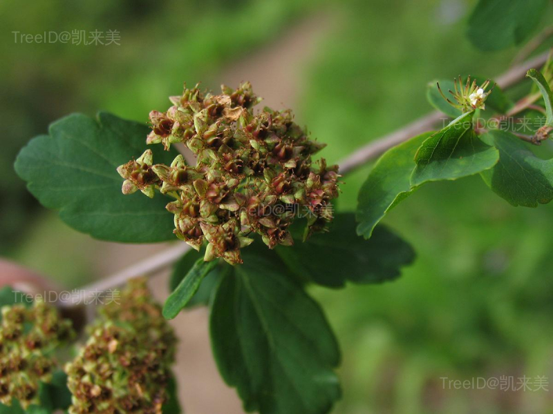 绣球绣线