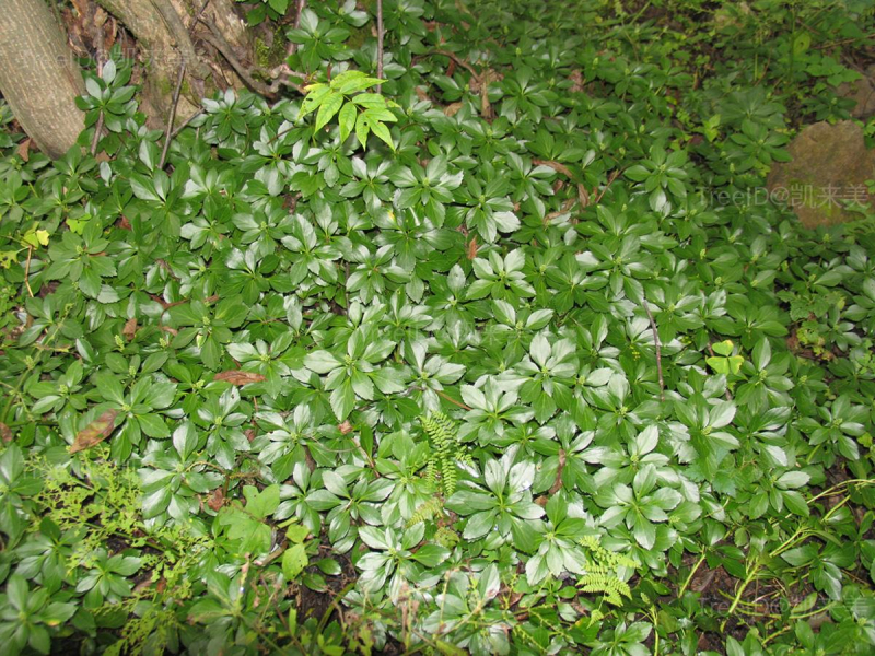 顶花板凳果