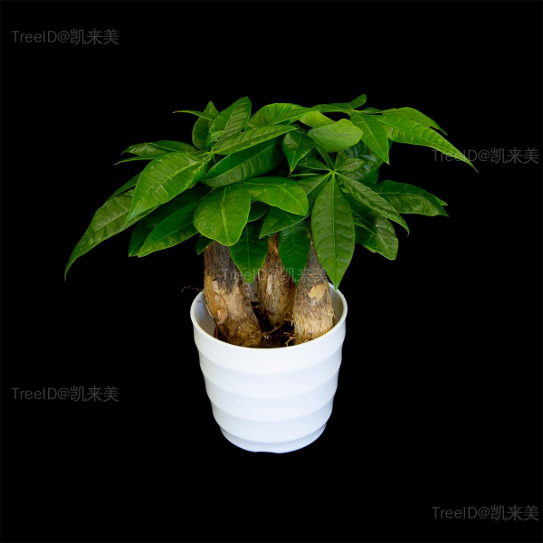 15 发财树 拷贝