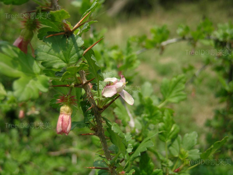 刺果茶藨子