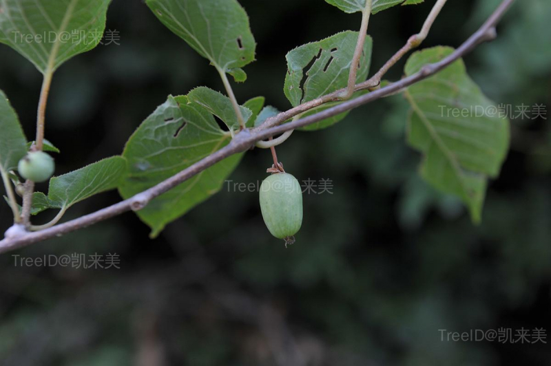 果