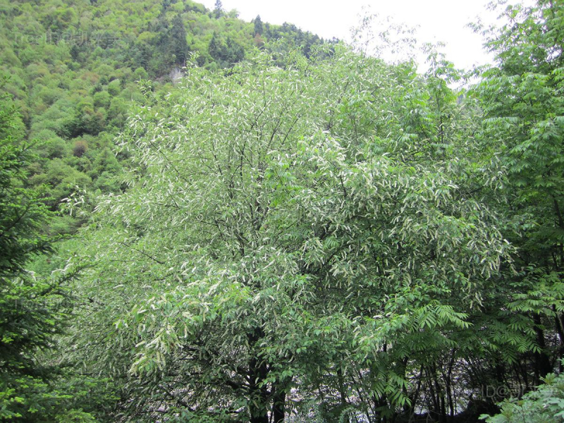 短梗稠李
