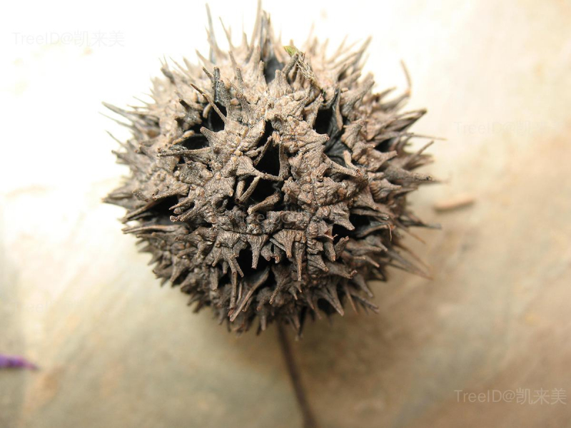 枫香树