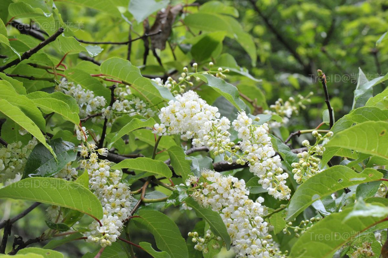 短梗稠李