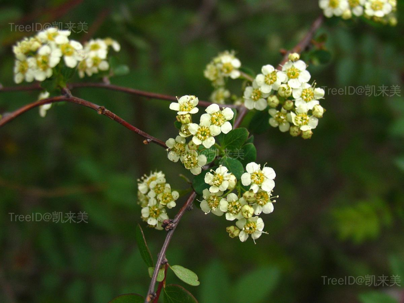 细枝绣线菊