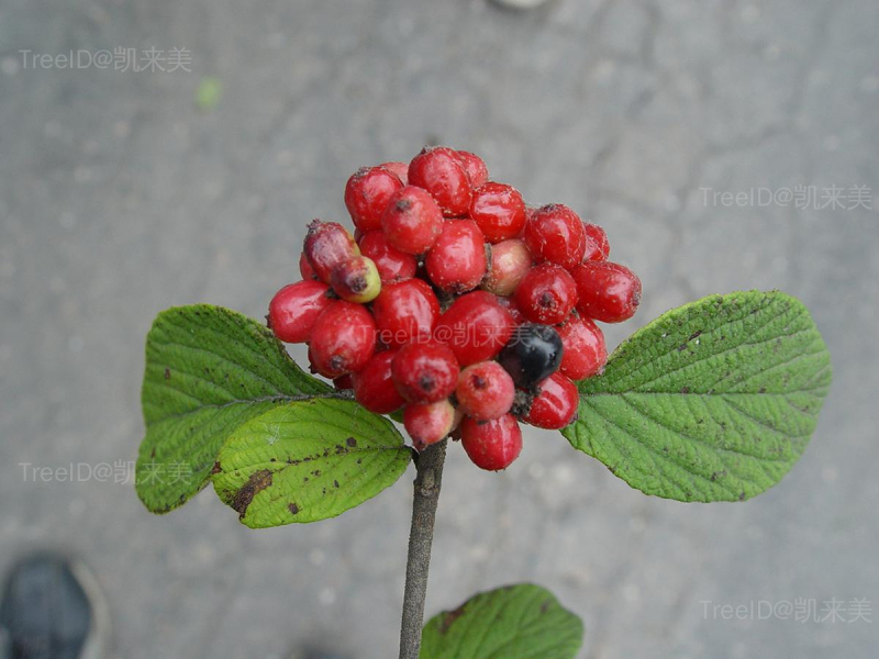 果