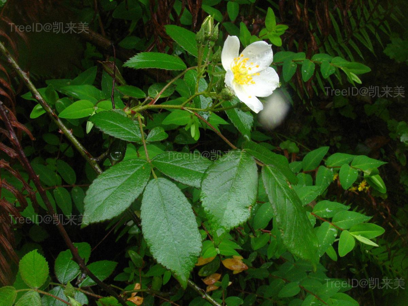 悬钩子蔷薇