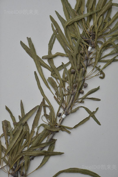 果 拷贝