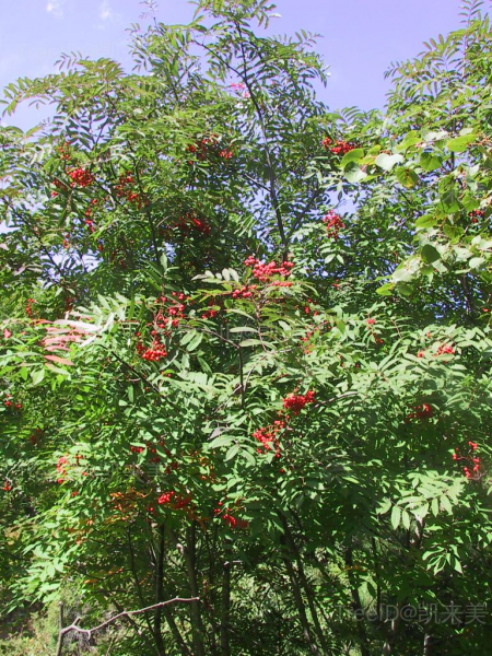花楸树