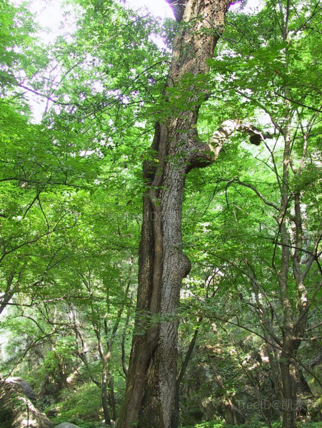 青檀
