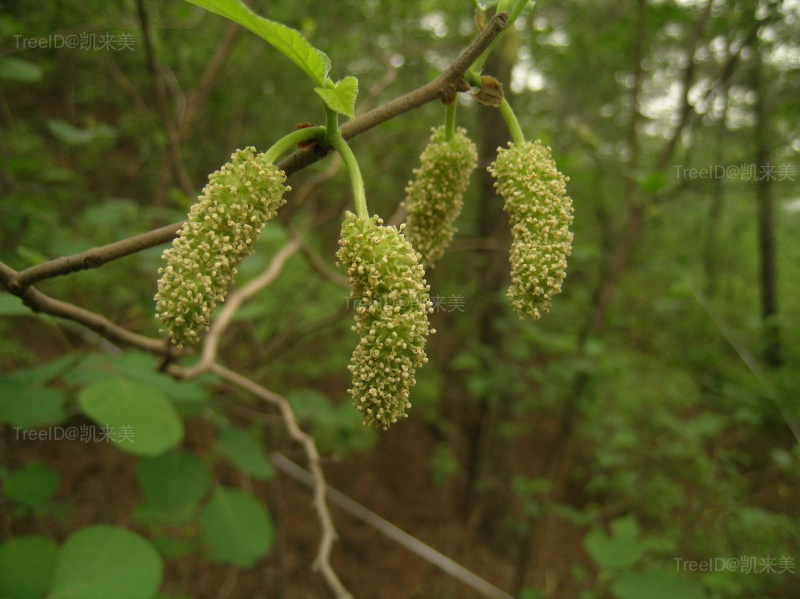 构树