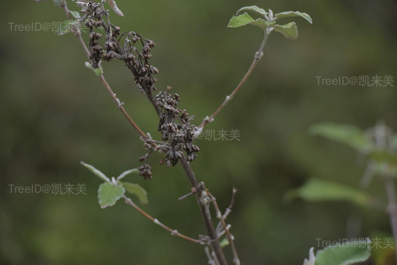 果