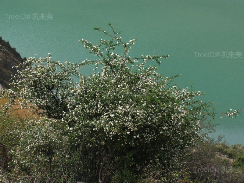 华西小石积
