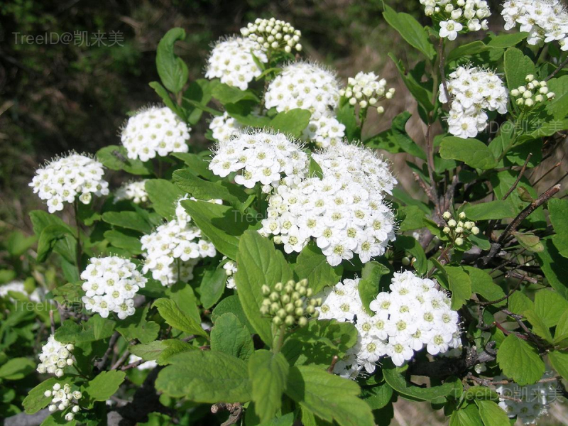 土庄绣线菊
