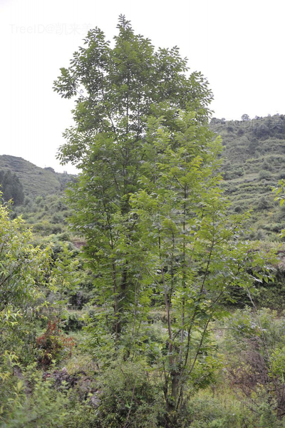 整株 拷贝
