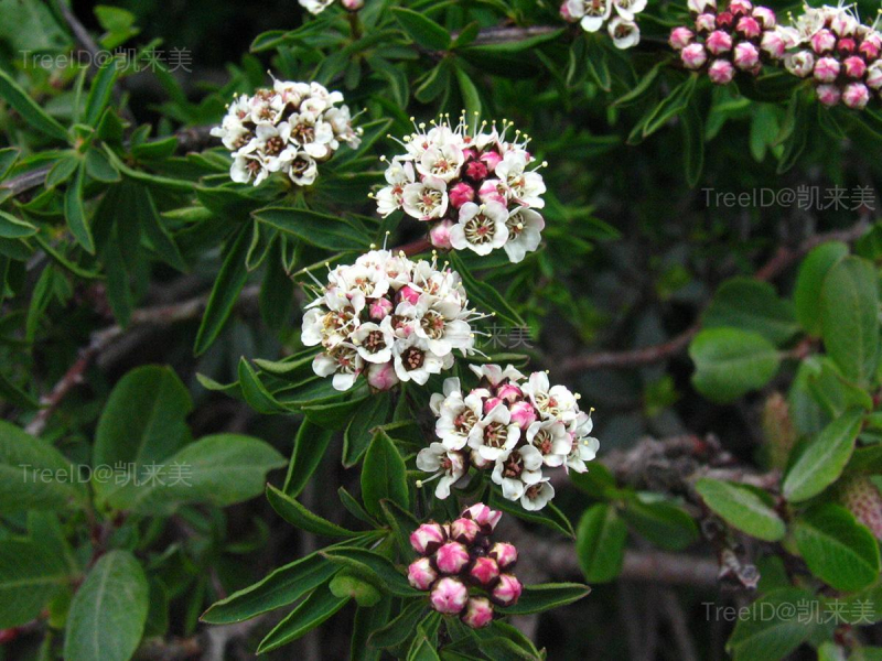 高山绣线菊
