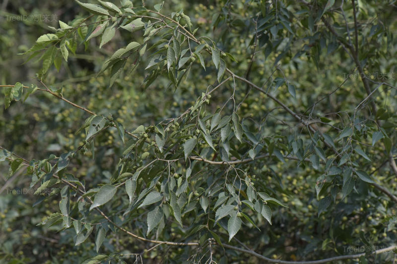 大果榉