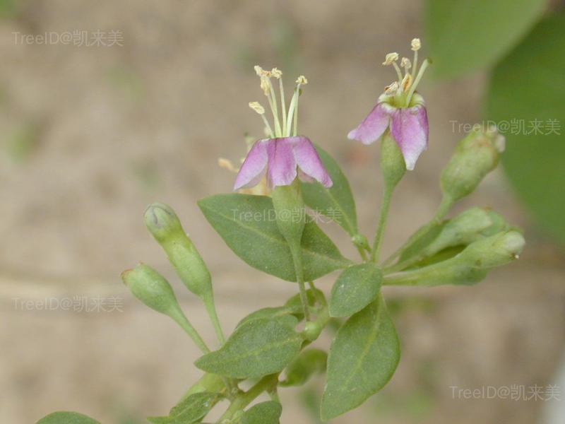 花
