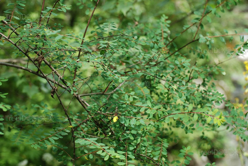 细枝绣线菊