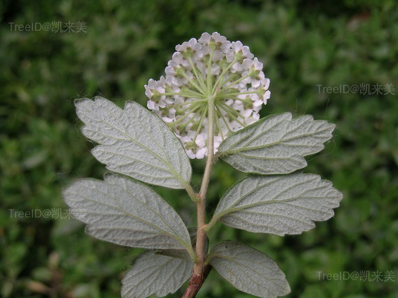 毛花绣线菊