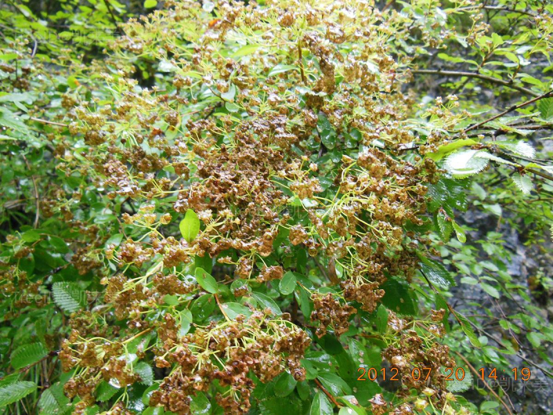 广椭绣线菊