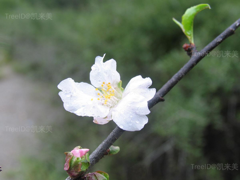 西康扁桃