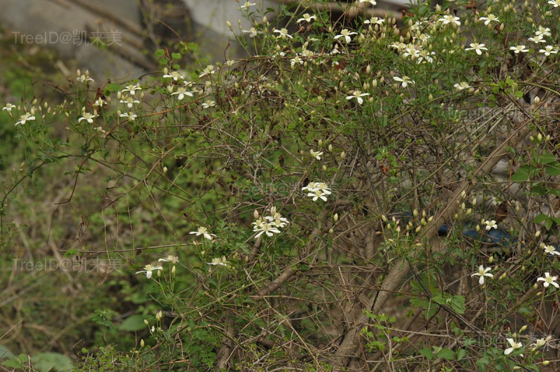 秦岭铁线莲