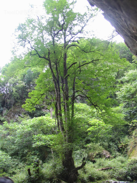 连香树
