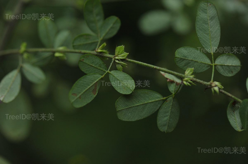 多花胡枝子